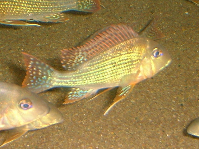 Geophagus altifrons Tocantins